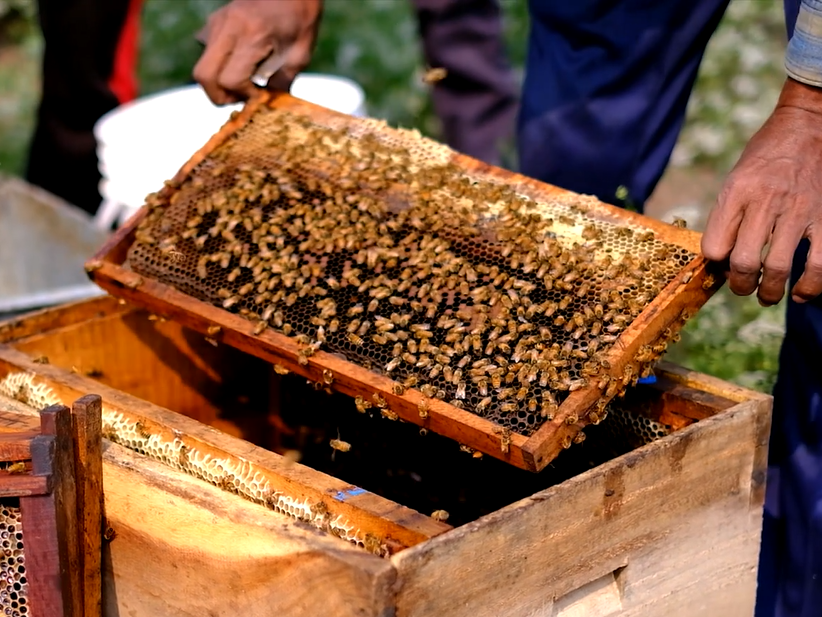 Beekeeper harvesting honey
