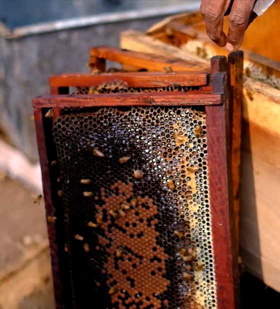 Close up bees