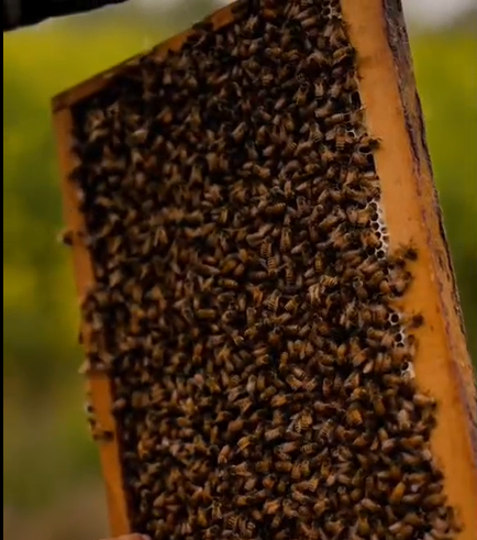 Bees on honeycomb